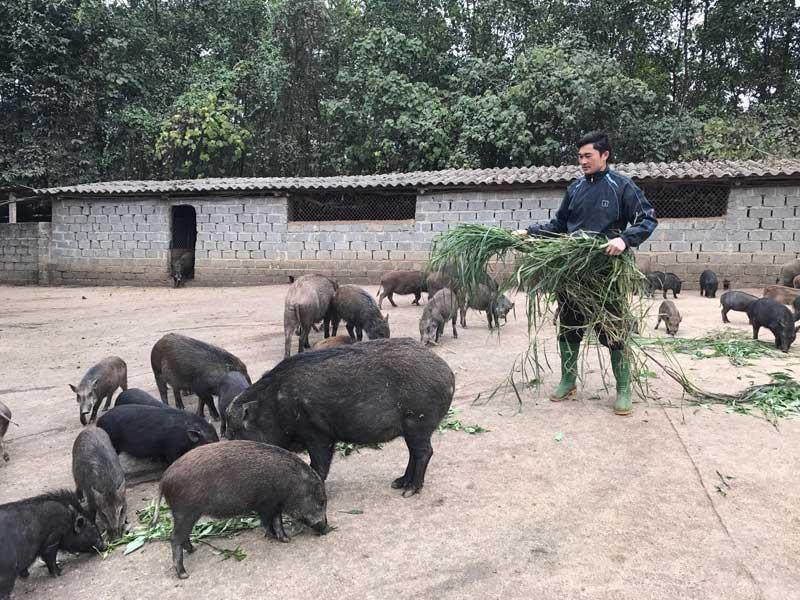 Chợ Đồn nỗ lực phát triển chăn nuôi lợn bản địa