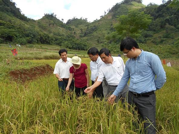 Đà Bắc: Hội thảo đầu bờ mô hình trồng khảo nghiệm giống lúa cạn ...